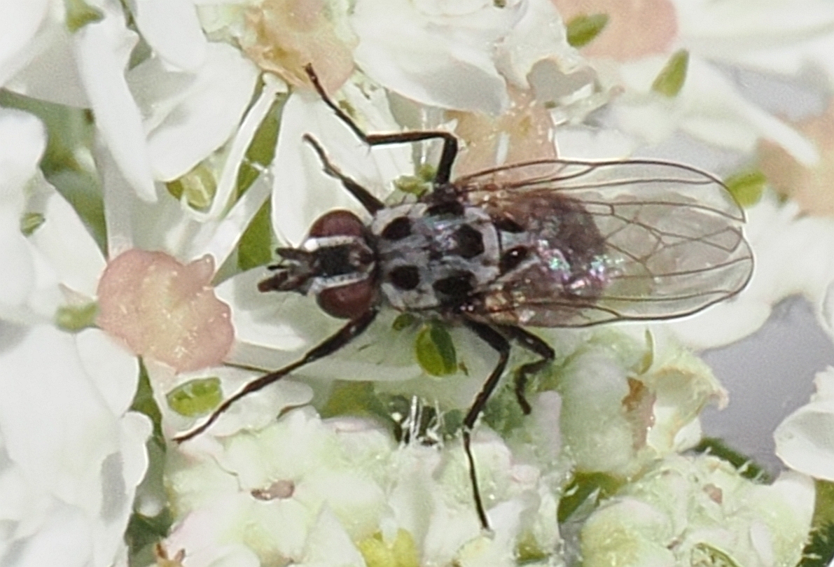 Anthomyia-pluvialis